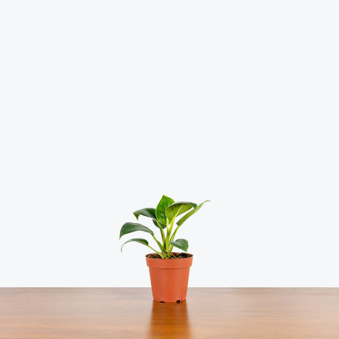 Philodendron Birkin