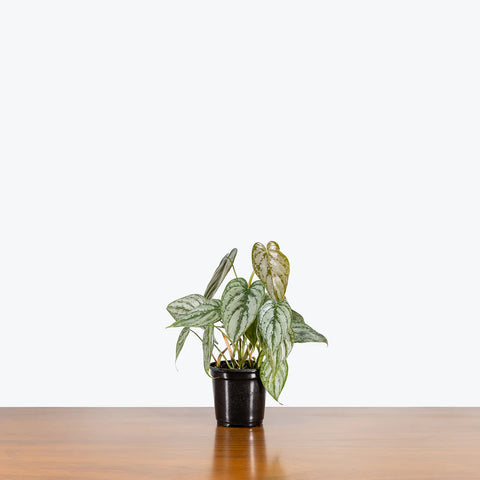 Philodendron Brandtianum - Brandi