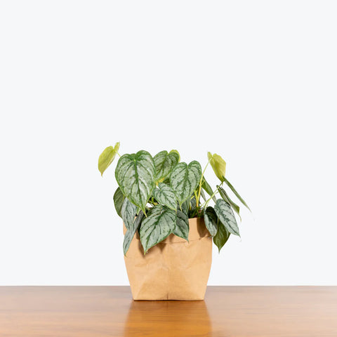 Philodendron Brandtianum - Brandi