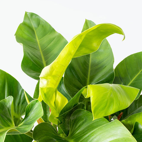Philodendron Congo
