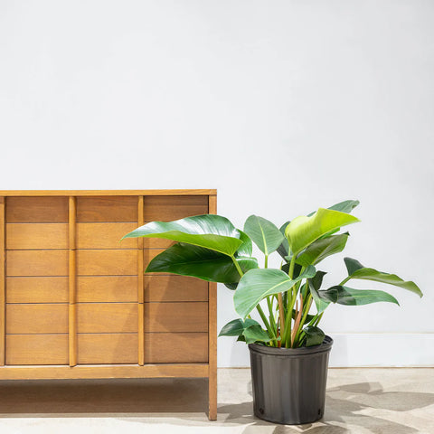 Philodendron Congo