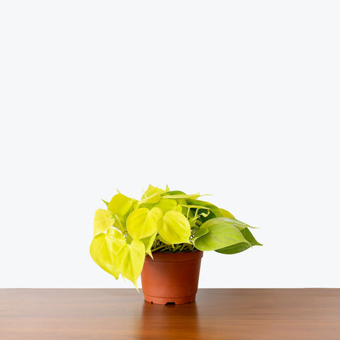 Philodendron Hederaceum - Lemon Lime