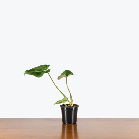 Philodendron Gloriosum