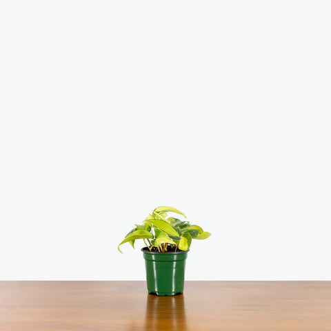 Philodendron Oxycardium Brasil Variegated