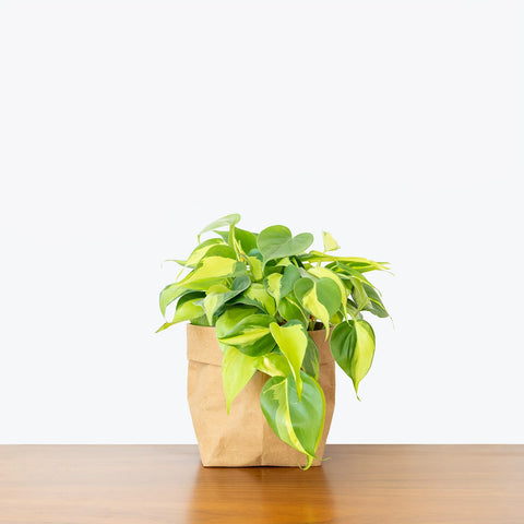 Philodendron Oxycardium Brasil Variegated