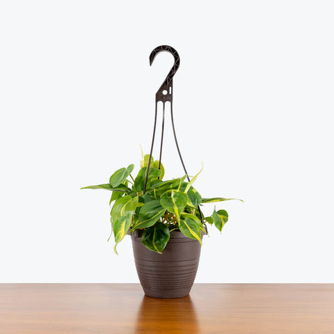 Philodendron Oxycardium Brasil Variegated