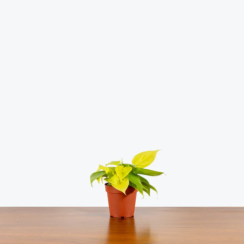 Philodendron Hederaceum - Lemon Lime