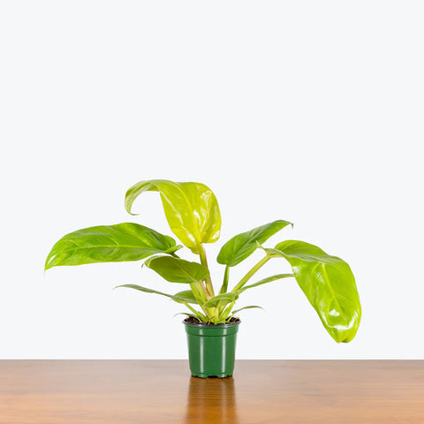 Philodendron Melinonii Gold