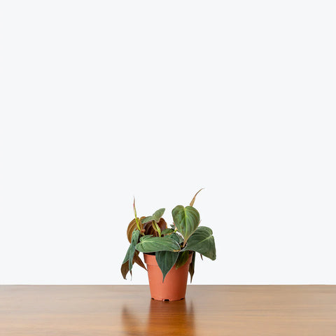 Philodendron Micans
