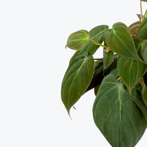 Philodendron Micans