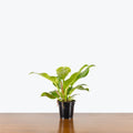 Philodendron Hederaceum 'Moonlight'