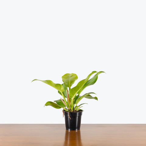 Philodendron Hederaceum 'Moonlight'