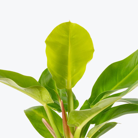 Philodendron Hederaceum 'Moonlight'