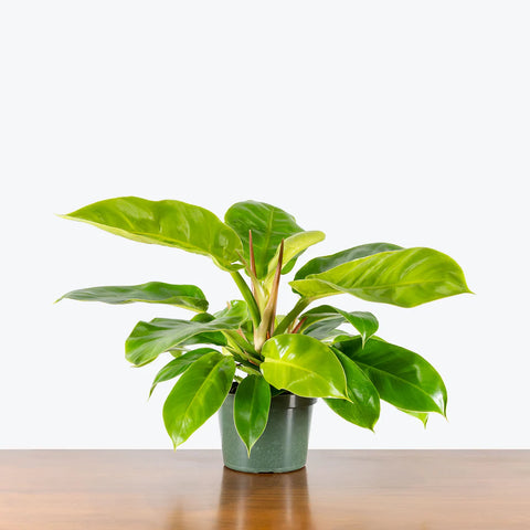 Philodendron Hederaceum 'Moonlight'