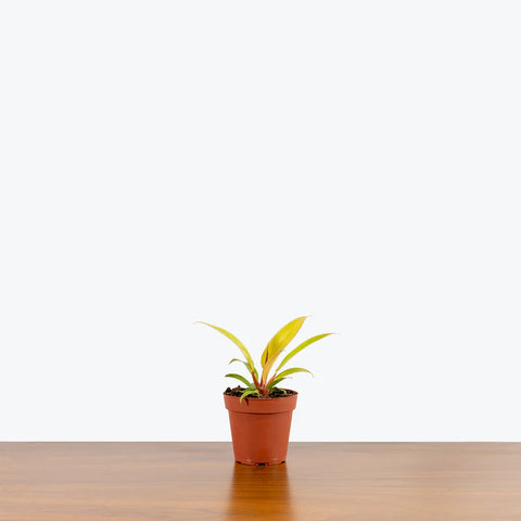 Philodendron Prince of Orange