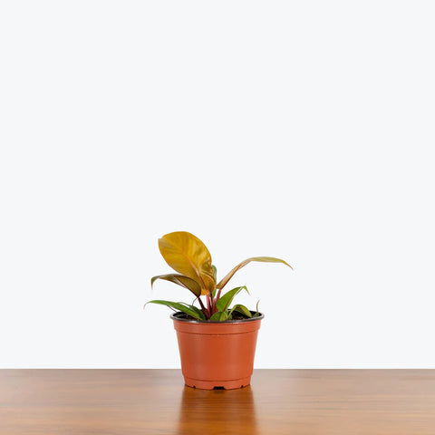 Philodendron Prince of Orange
