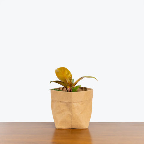 Philodendron Prince of Orange