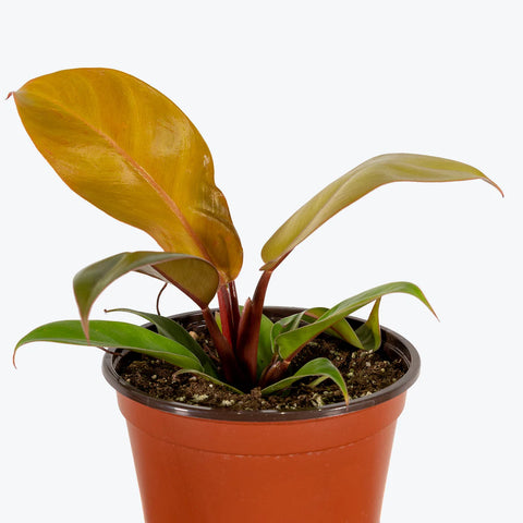 Philodendron Prince of Orange