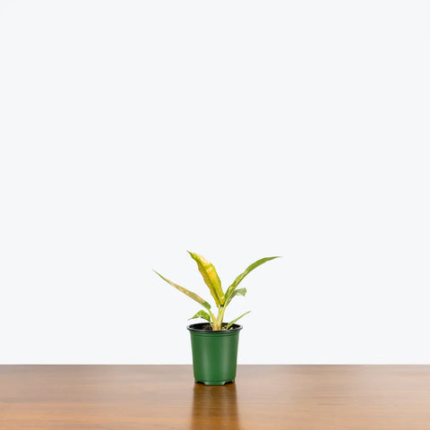 Philodendron Ring of Fire