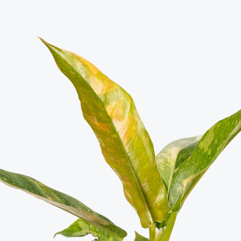 Philodendron Ring of Fire