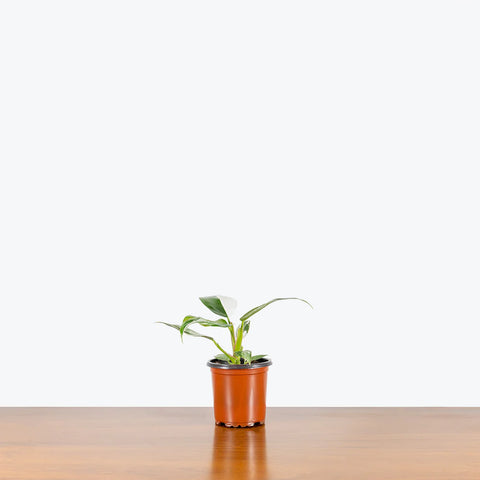 Philodendron White Princess
