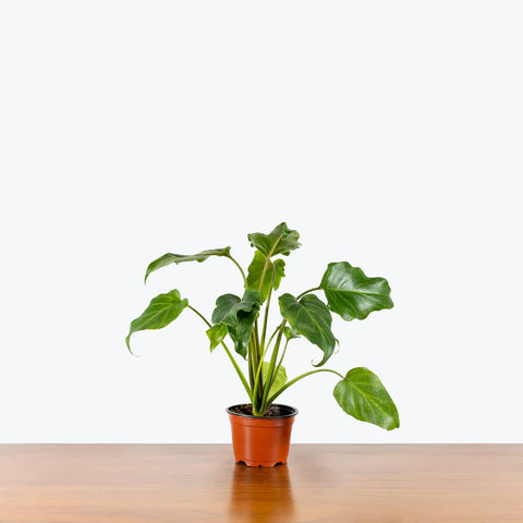 Philodendron Xanadu Green