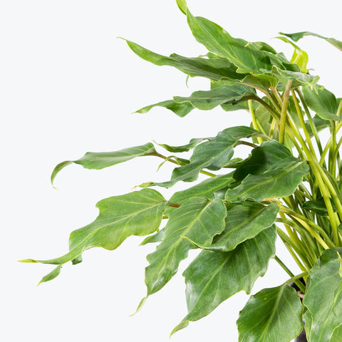 Philodendron Xanadu Green XL
