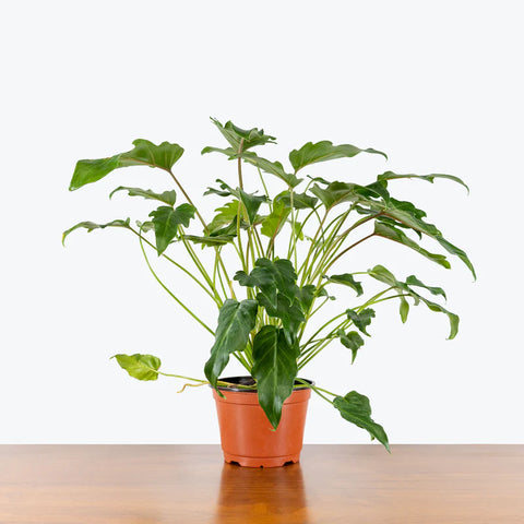 Philodendron Xanadu Green