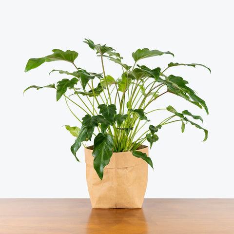 Philodendron Xanadu Green