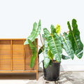 Philodendron Billietiae XL