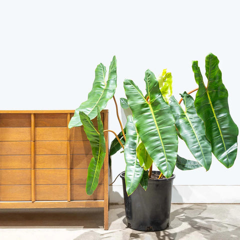 Philodendron Billietiae XL