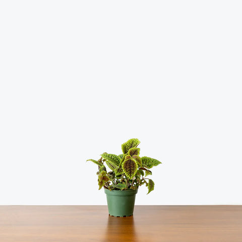 Pilea Mollis