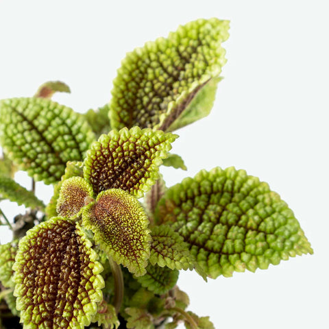 Pilea Mollis