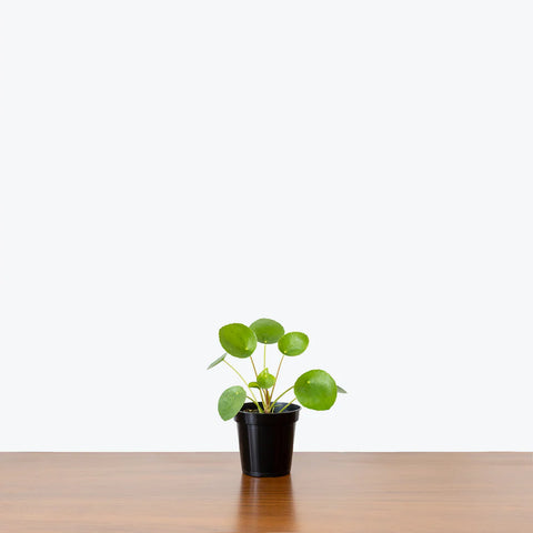 Pilea Peperomioides