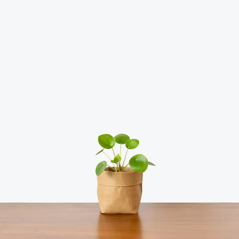 Pilea Peperomioides