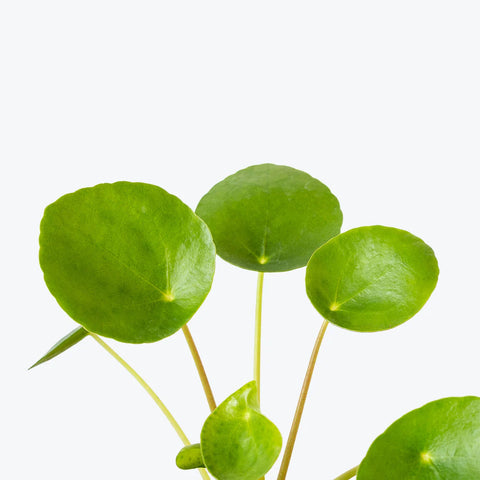 Pilea Peperomioides