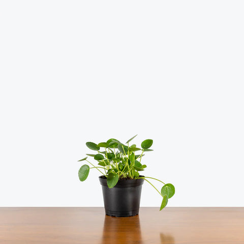 Pilea Peperomioides