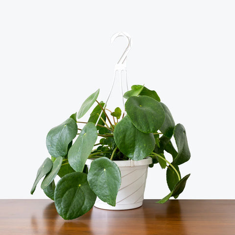 Pilea Peperomioides XL