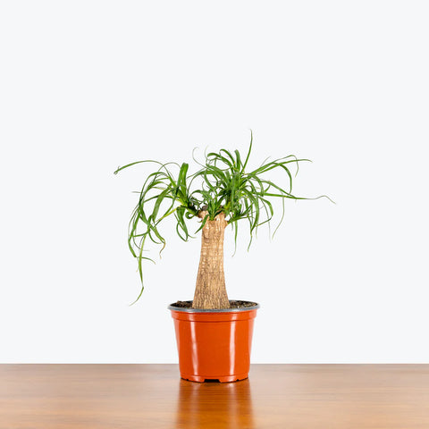 Nolina Palm