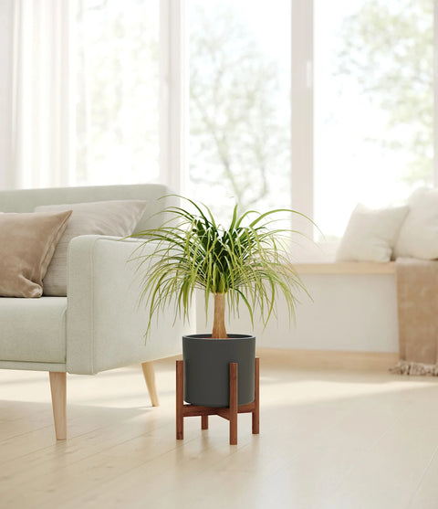 Nolina Palm