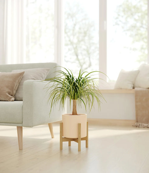 Nolina Palm