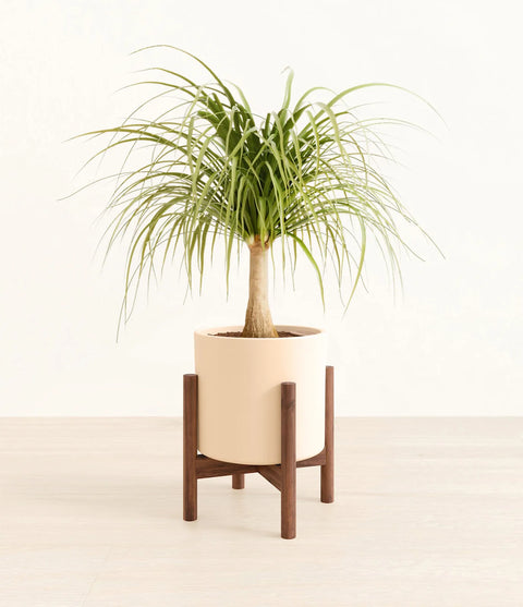 Nolina Palm