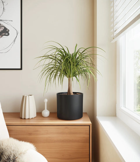 Nolina Palm
