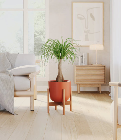 Nolina Palm