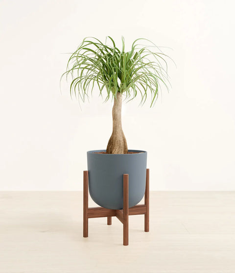 Nolina Palm