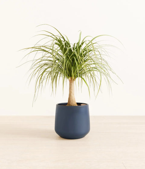 Nolina Palm