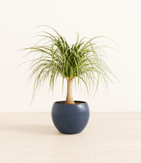 Nolina Palm