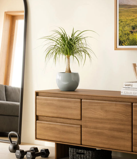 Nolina Palm