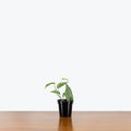 Epipremnum Pinnatum - Cebu Blue Pothos