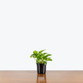 Epipremnum Aureum 'Global Green'